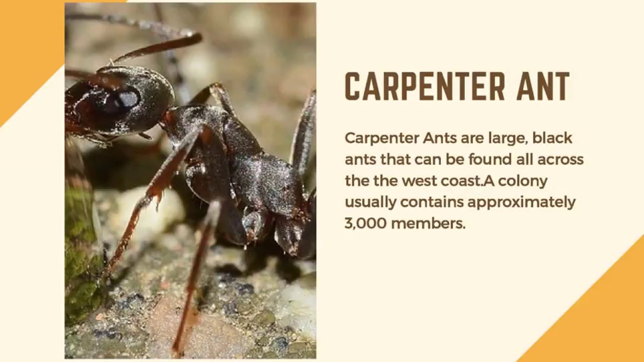 Find the Best Ant Exterminator in Montclair