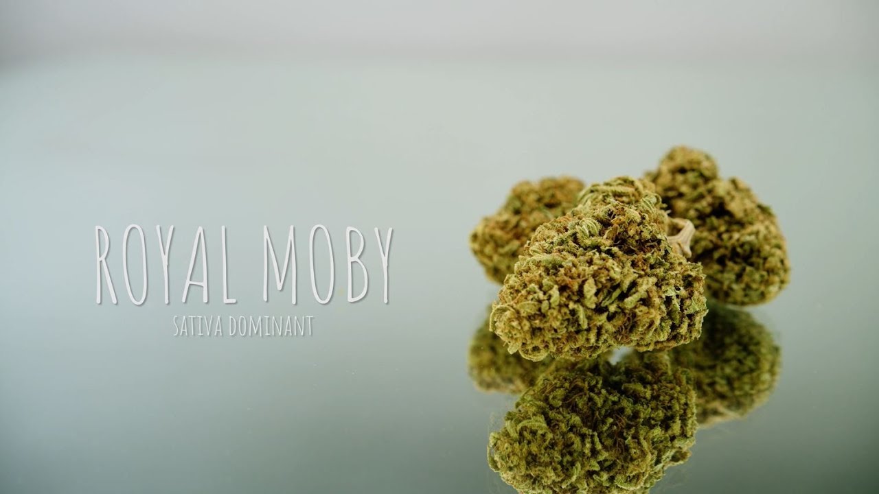 ROYAL MOBY