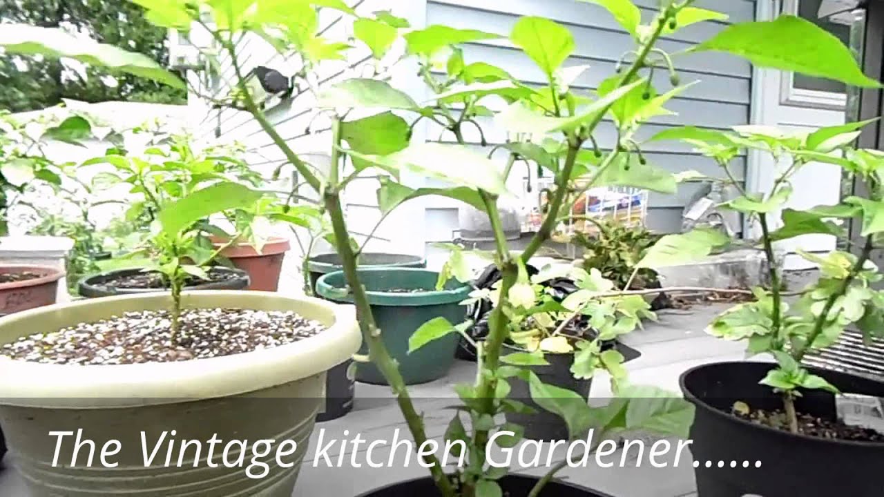 The Vintage Kitchen Gardener Intro Video