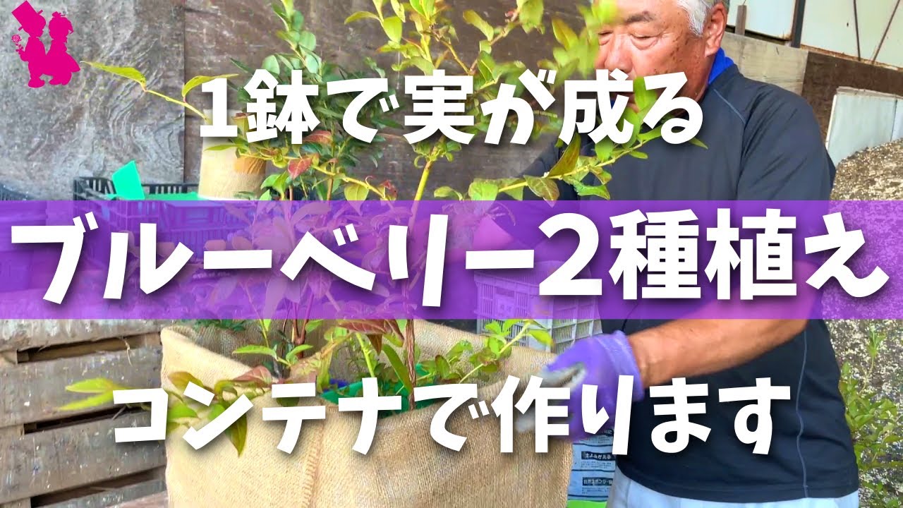 【遊び心】ブルーベリーをコンテナに2本植えて1鉢で収穫を目指す