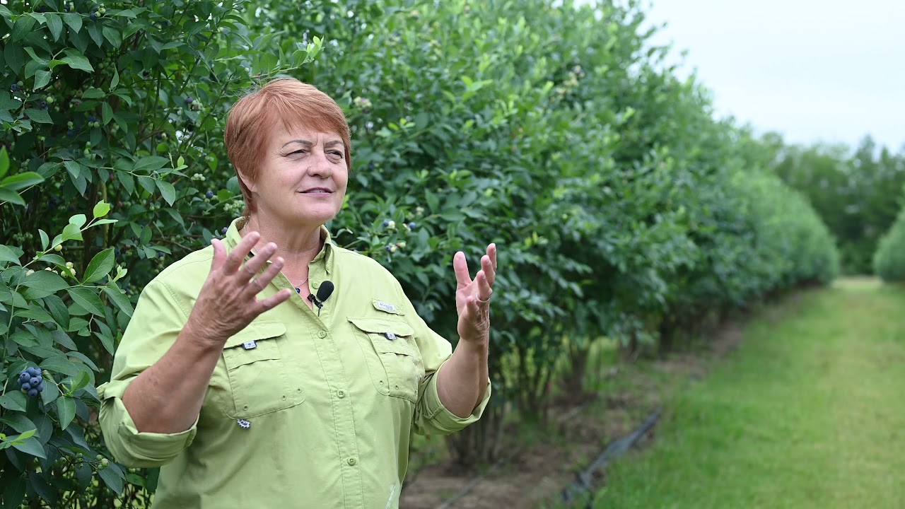 Growing Blueberries in Georgia