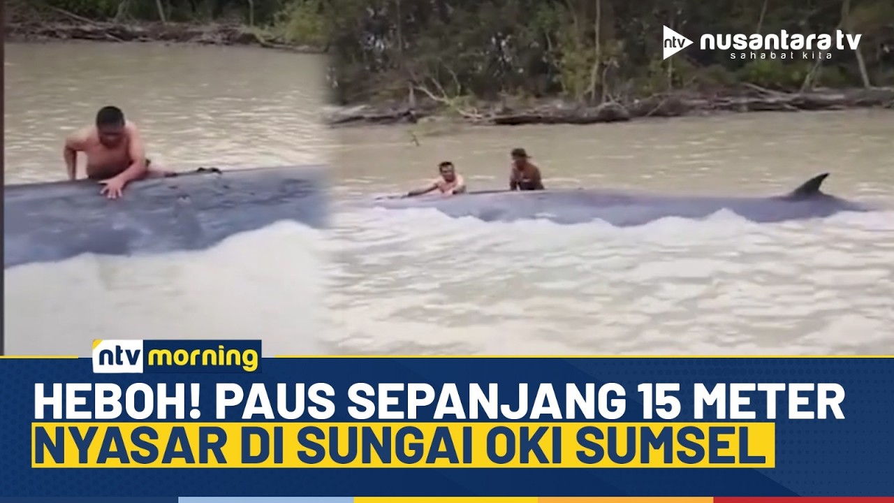 Geger! Paus Sepanjang 15 Meter Nyasar ke Sungai di OKI Sumsel, Warga Bantu Evakuasi | NTV MORNING