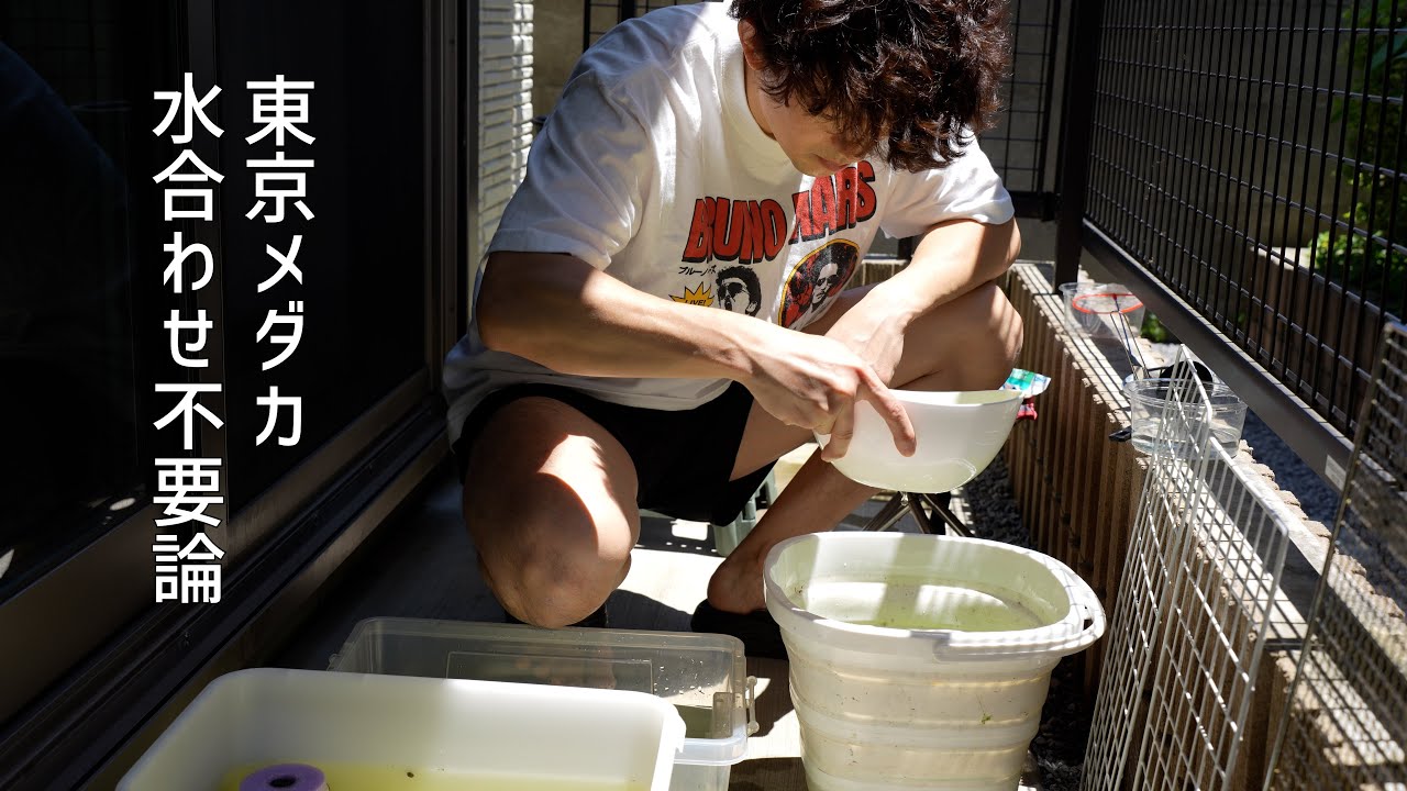 メダカは水合わせ必要ありません（東京のアパートのベランダでのメダカとの生活2024①）