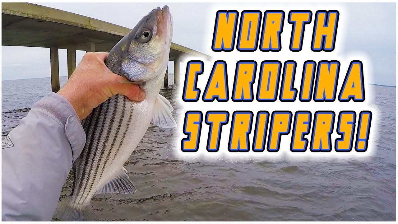 Albemarle Sound Striper Fishing (Panoptix Livescope)