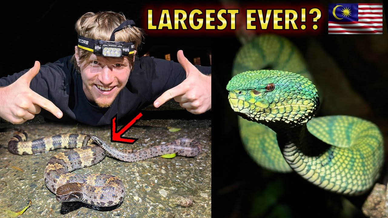 RECORD BREAKING VENOMOUS PIT VIPER IN BORNEO!!