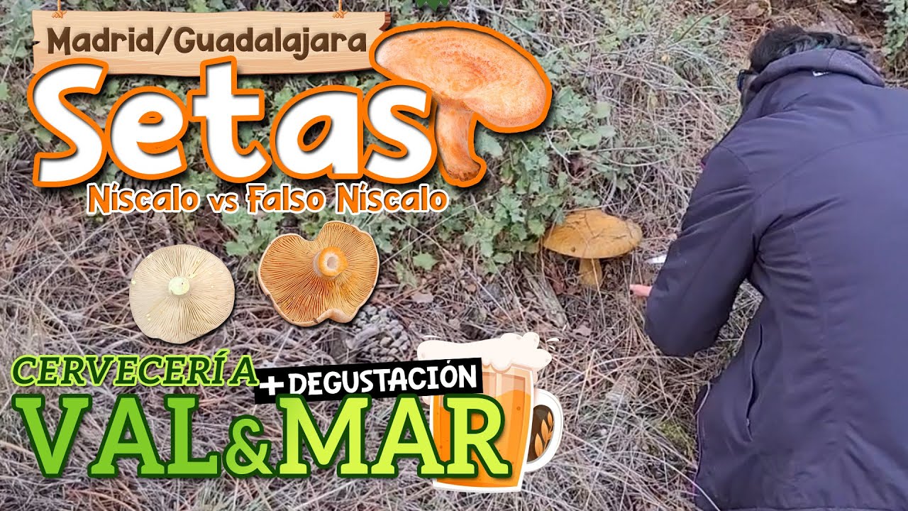 SETAS entre MADRID y GUADALAJARA 🍄🤤 Diferencias entre FALSO N&Iacute;SCALO y N&Iacute;SCALO + degustaci&oacute;n Val&Mar
