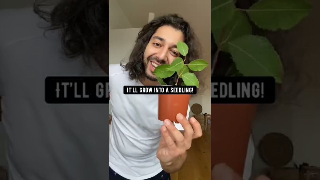 How to Grow An Apple Tree from Seed | creative explained