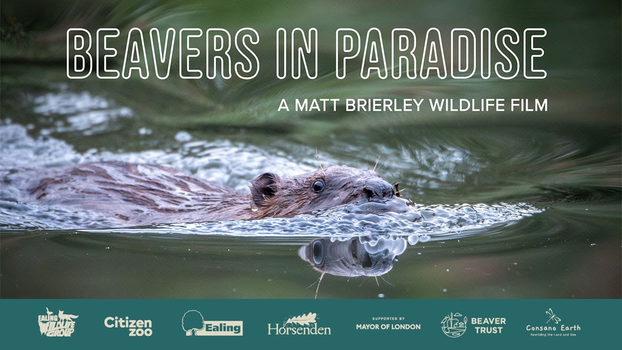 Beavers in Paradise: Live Screening and Q&A