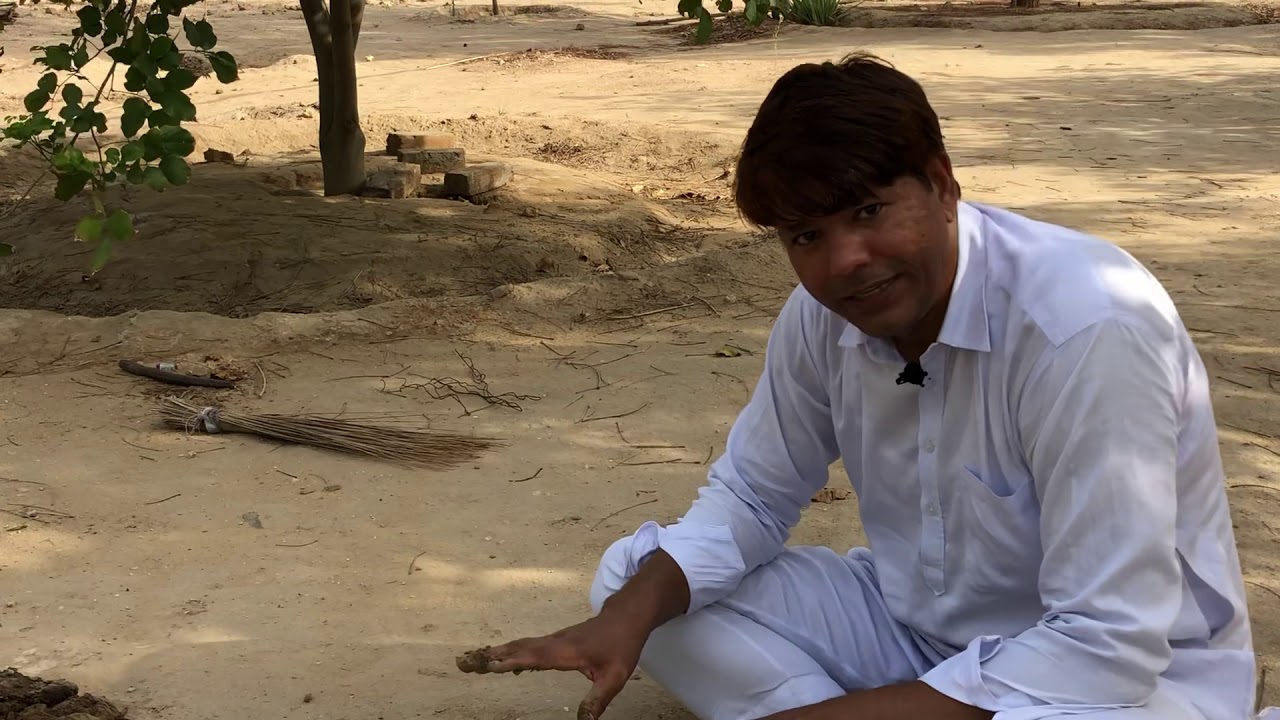 बिना पानी दिए खेजड़ी का रोपण