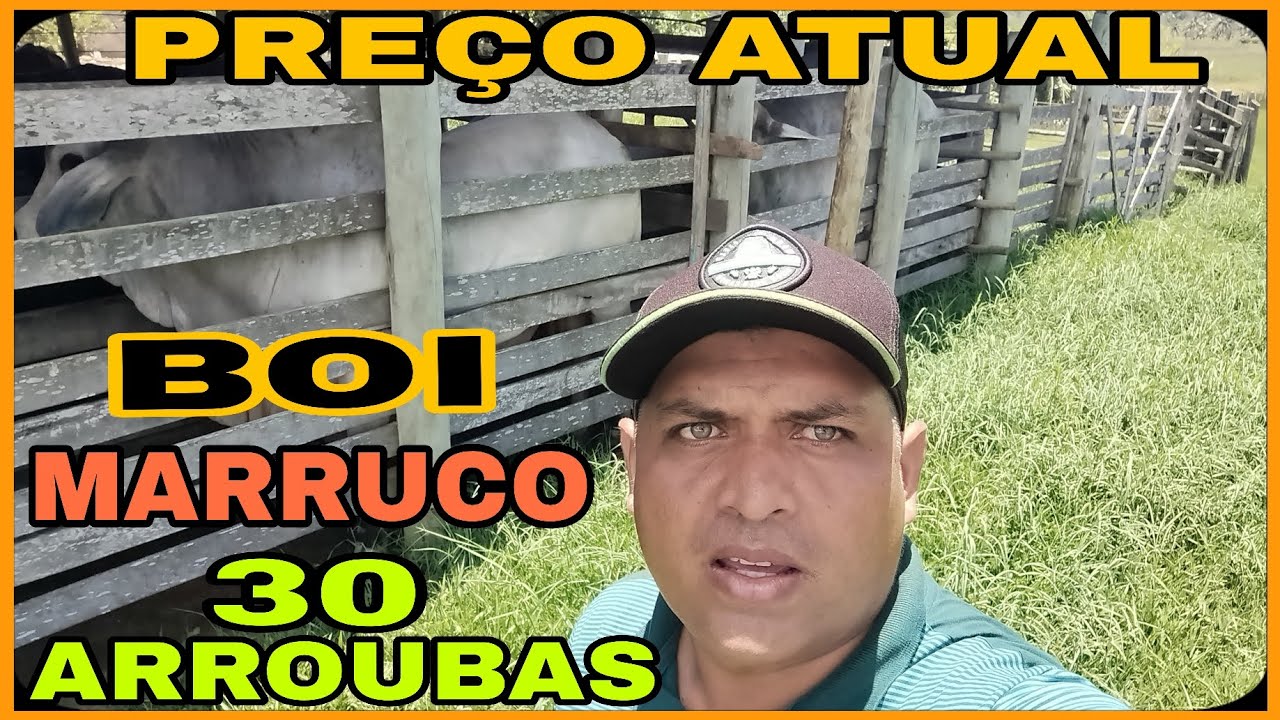 PREÇO ATUAL DO BOI MARRUCO NO E .S