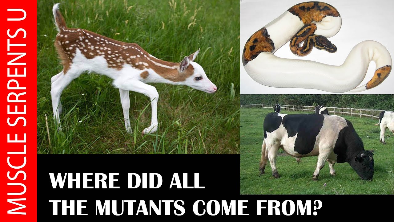 MUTTON ON MUTANT SNAKES! Where Did They All Come From?