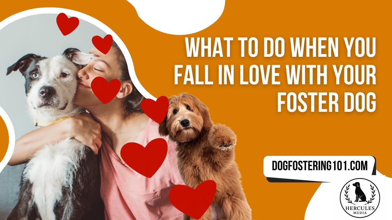 What to Do When You Fall in Love With Your Foster Dog