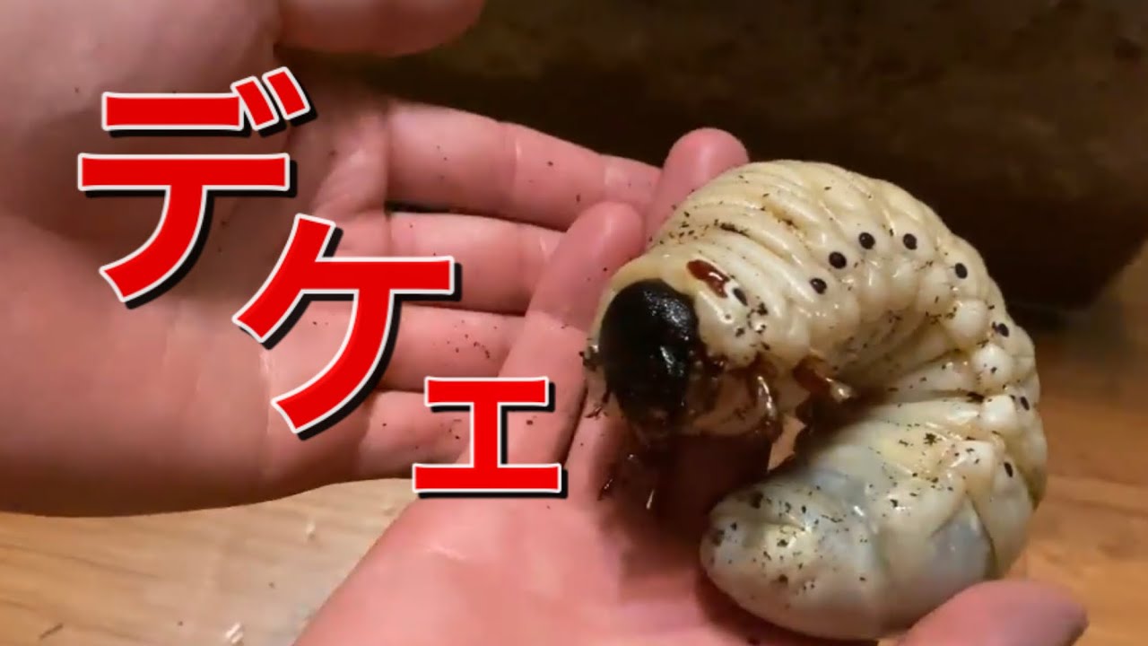 【神回】ヘラクレスをデカくしたい人だけ見て下さい