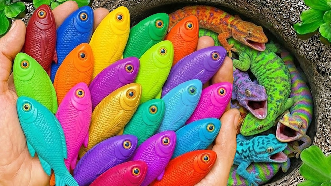 Catch beautiful aquarium fish in small pond baby turtle, ping pong fish, pacman frog, guppies, frog.