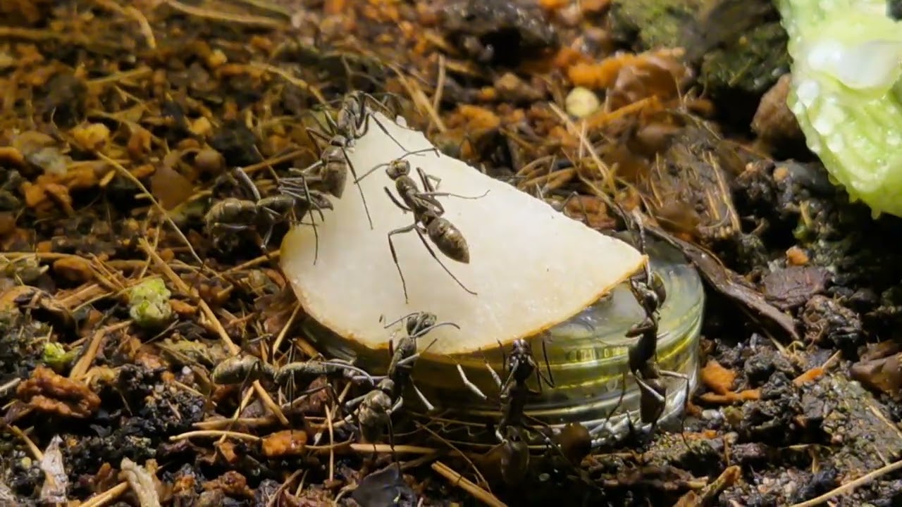 Flo's Diacamma rugosum haben sich Super entwickelt die Mädels 