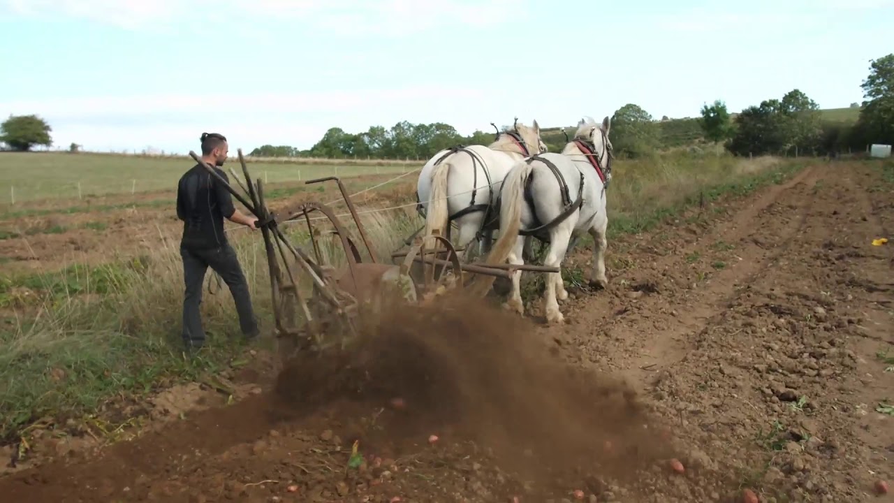 Arrachage de pommes de terre à la petite ferme de Chameil - Commune d'Aveze (63)