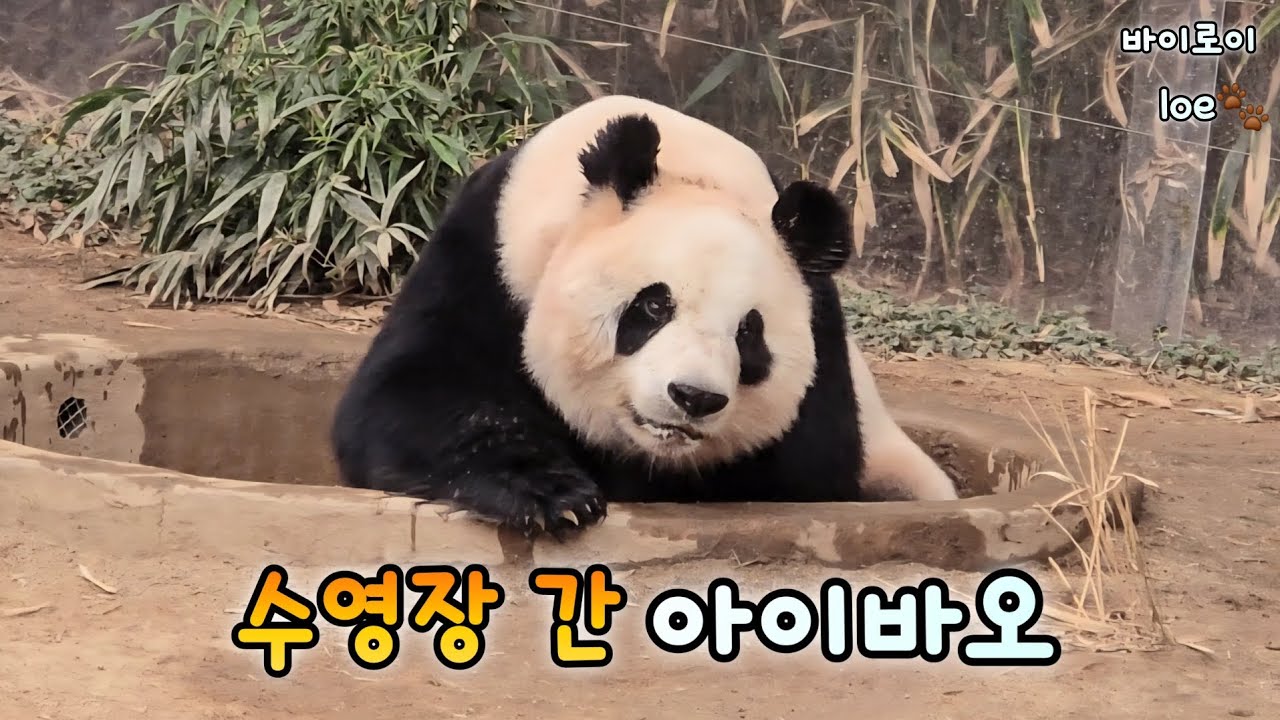 물놀이 하는 아이바오는 처음이야💕 루이후이 아이바오 러바오의 금요일 오전 영상💕26.02.06 Everland Ruibao Huibao Aibao Lebao 