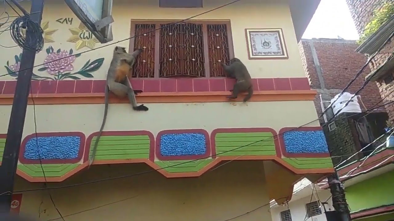 Bander langoor ki fighting 💪 2 #viralvideo
