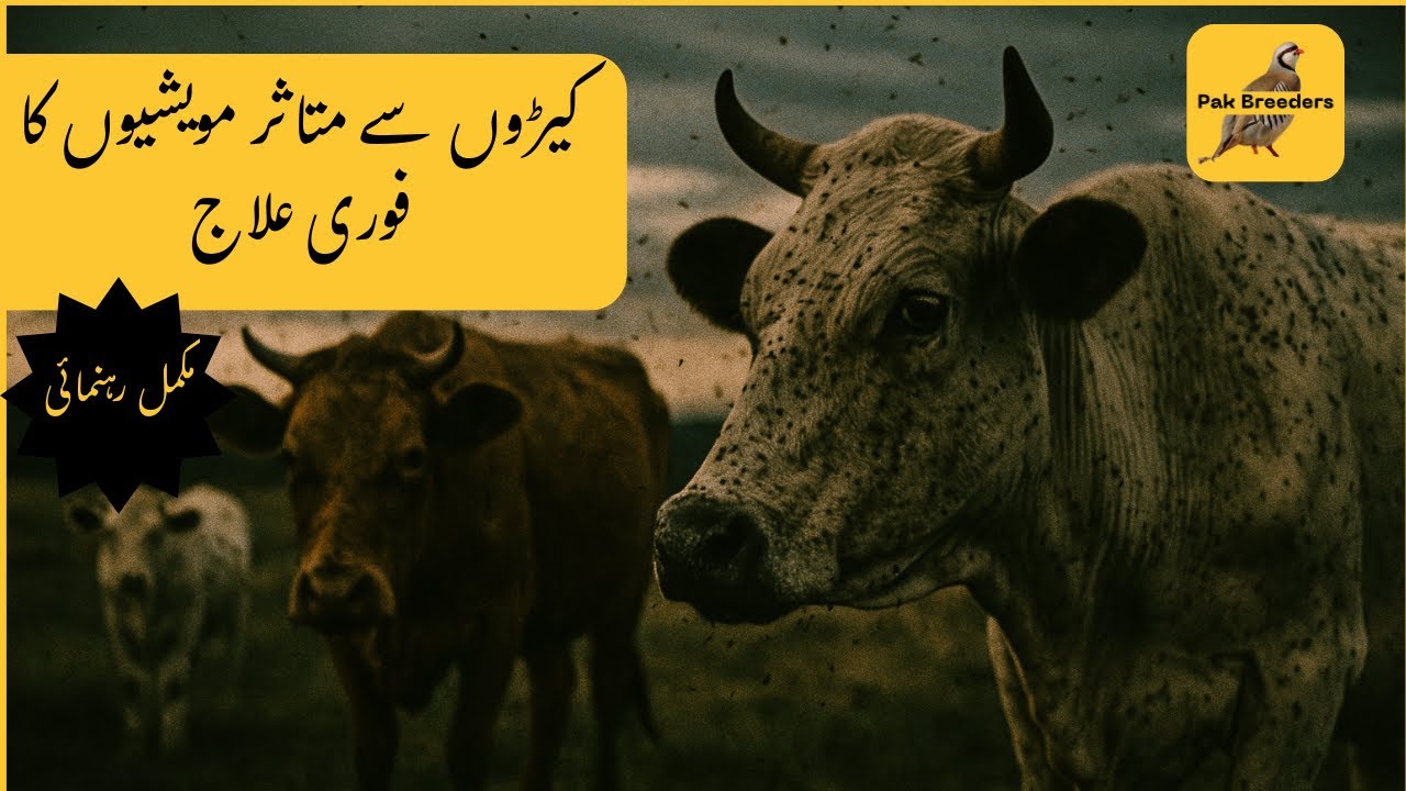 STOP Using These 3 Methods for Treating Livestock Pests | Pak Breeders