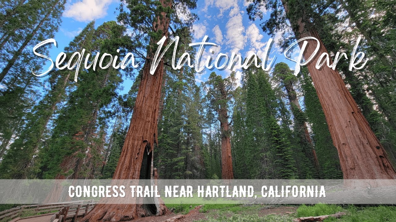 Hiking CALIFORNIA : Congress Trail | Sequoia National Park | 4K