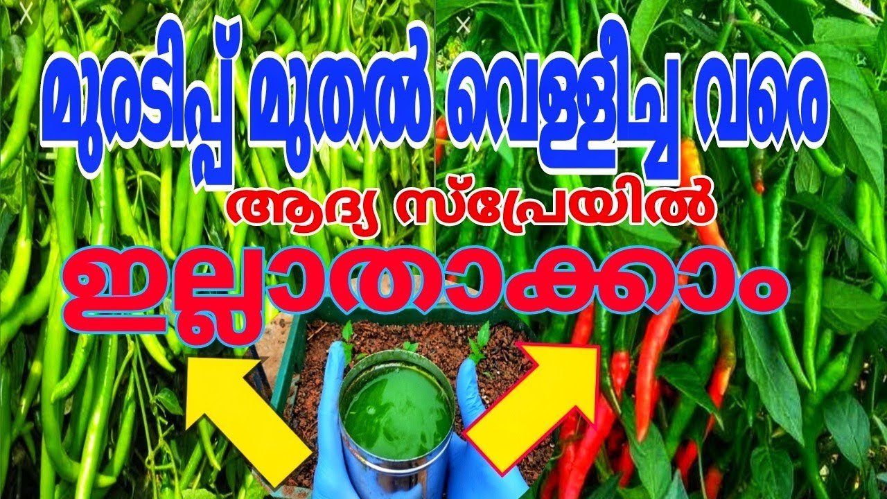 പുതിയ എളുപ്പവഴി പൂവും കായും തിങ്ങി നിറയാൻ Chilli Care A to Z