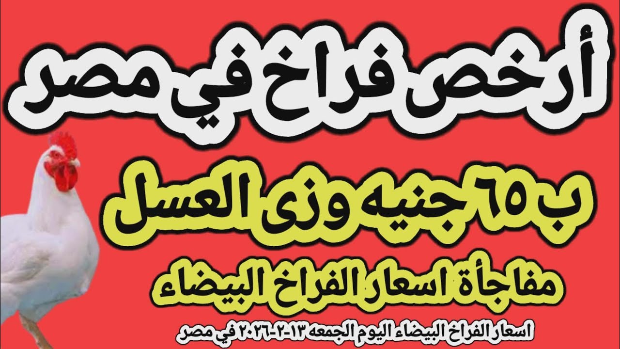 اسعار الفراخ البيضاء اليوم/ سعر الفراخ البيضاء اليوم الجمعه ١٣-٢-٢٠٢٦ في مصر جمله وقطاعي