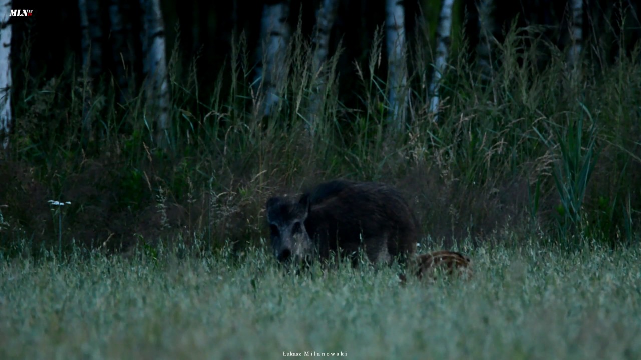Dzik (Sus scrofa) / wild boar/ Diviak lesn&yacute;/ wildschweine - ,,Dzikie owsiki