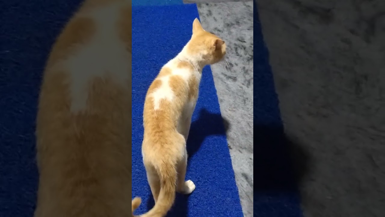 confused cat in the house
