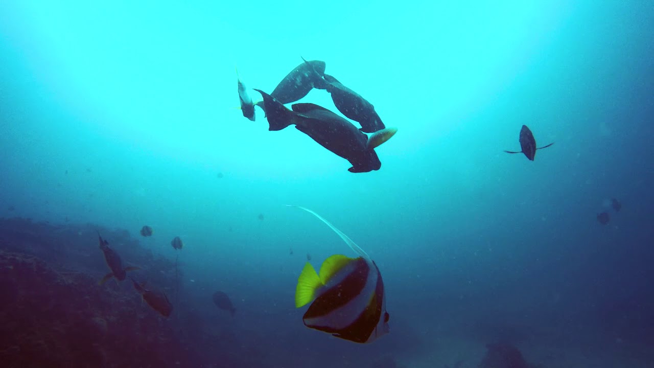 Explore TV - Bazaruto National Park   Diving on the 2 Mile Reef