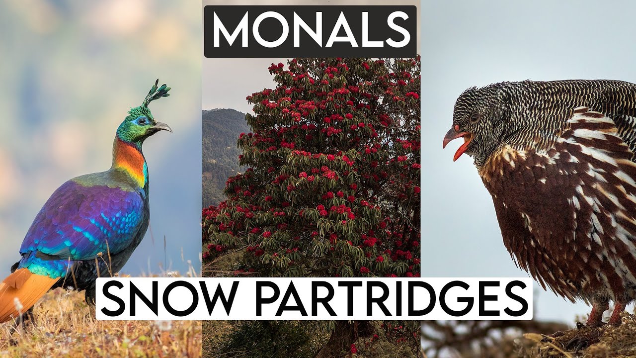 Monals and Snow Partridges-Spring birding in Chopta, Uttarakhand