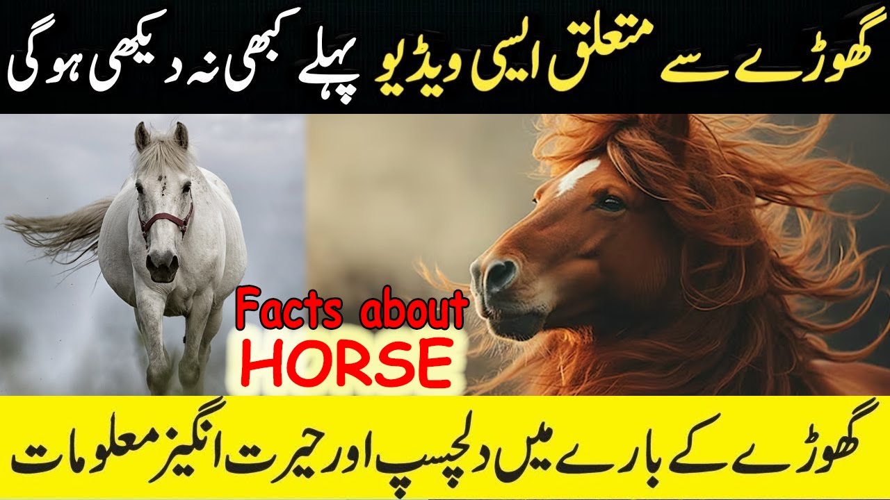 Amazing Facts about Horse in Hindi/Urdu | Horse Facts | Urdu Documentary | History Exposed