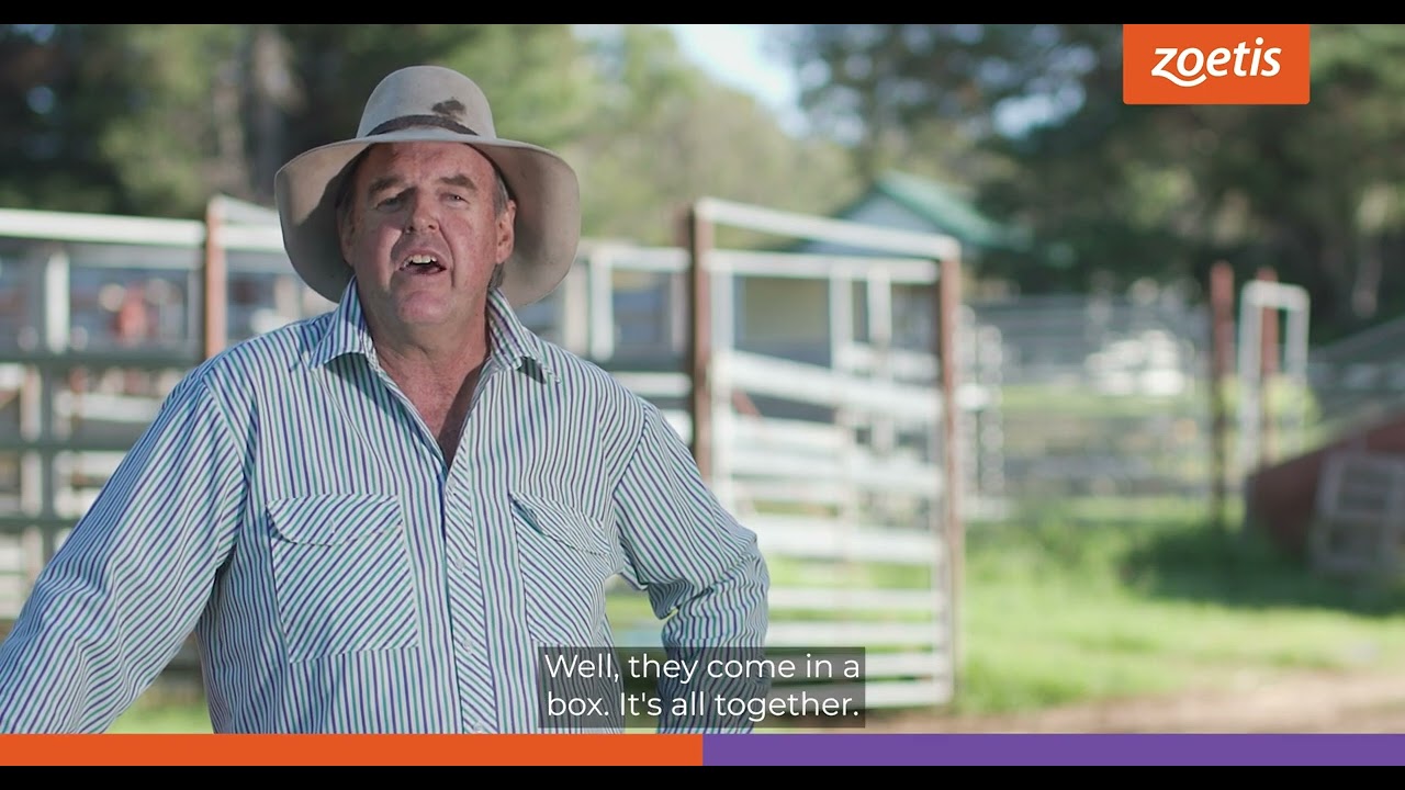 Steve Thompson, Cattle Producer (NSW), on Rhinogard IBR and Bovi-Shield MH-One.