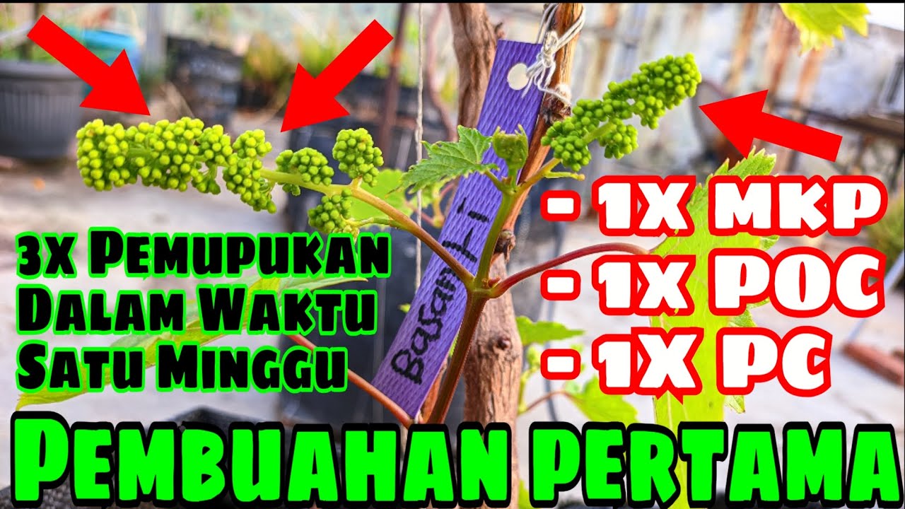 WOW‼️pembuahan pertama cukup tiga kali pemupukan dalam satu minggu‼️🍇