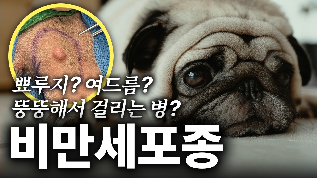 반려동물 피부에 생긴 작은 혹, 뾰루지... 무서운  '비만세포종' 이라고요?