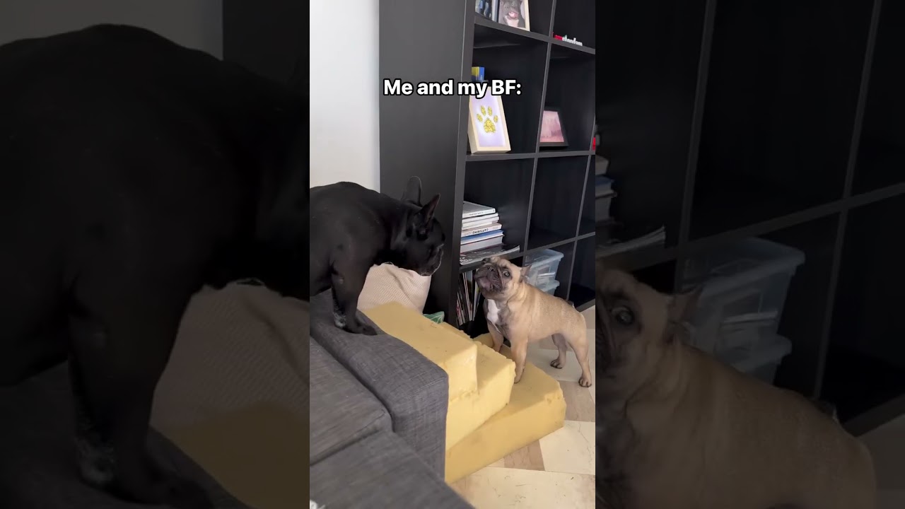 Me and my BF✨   #relationship #bf #love #frenchbulldog