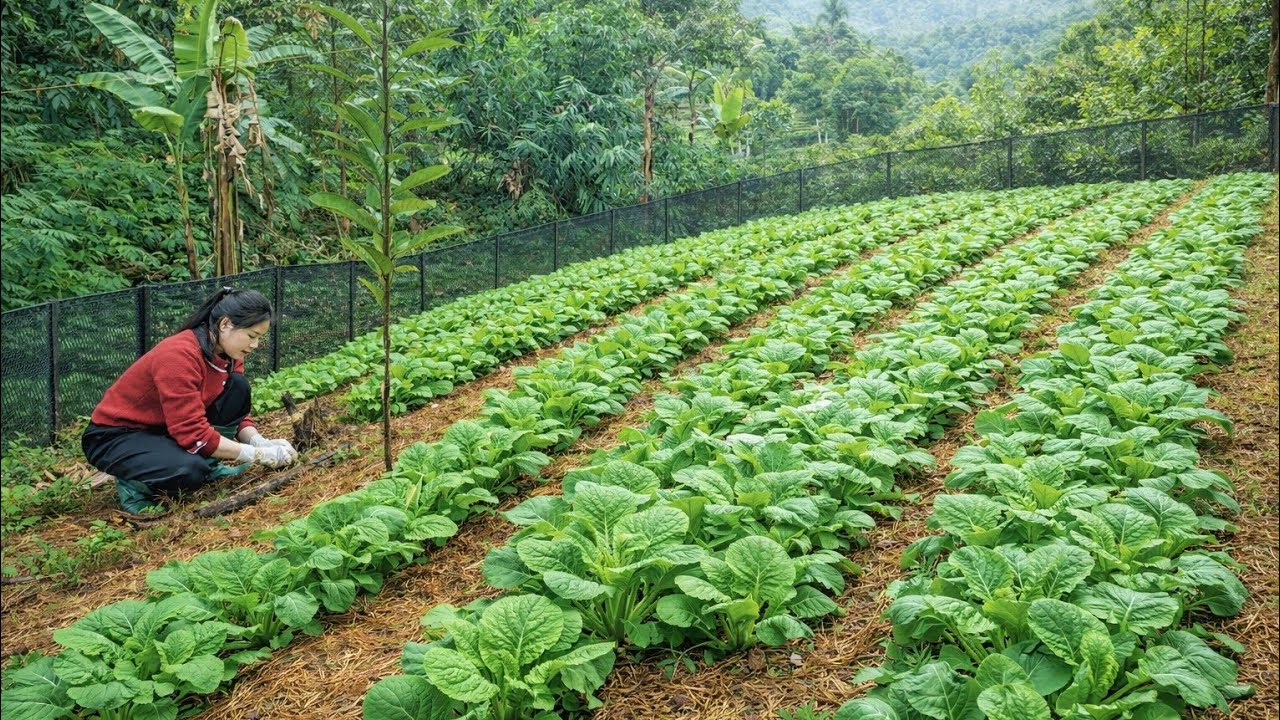 Building a fence to protect the vegetable garden, harvest vegetables, and cook a hot meal.