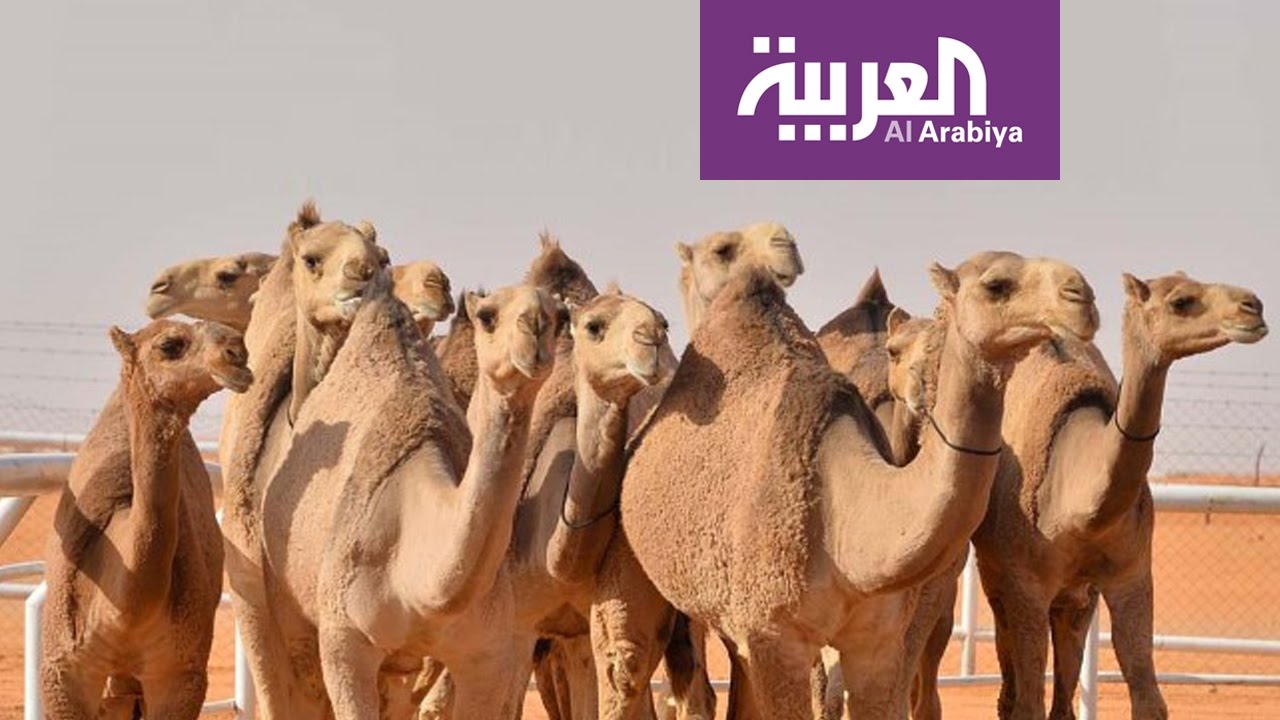 تفاعلكم : كيف يتم اختيار الفائز في مسابقة ملك جمال الإبل؟