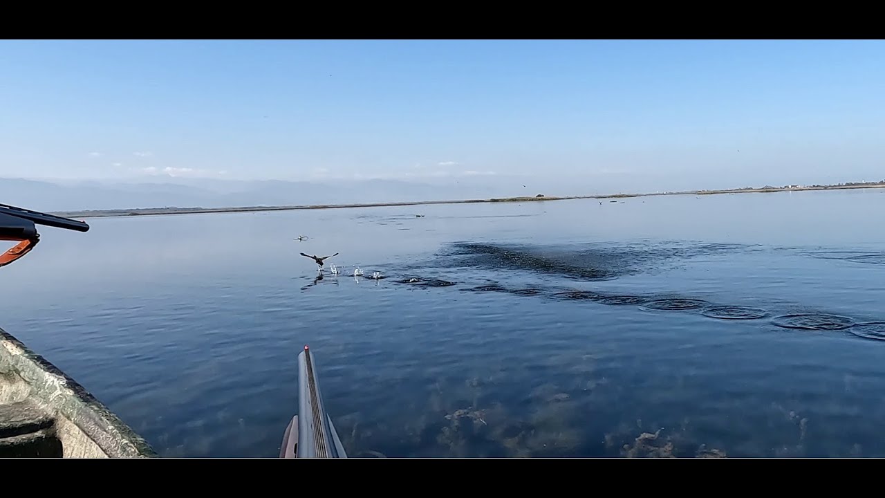 Hunting coots on a boat - Birds Hunting with shotgun