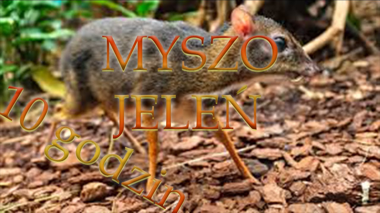 Myszojeleń wersja 10h