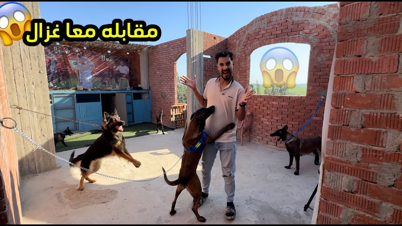 مواجهة خطره بين غزال وبولا وجميع كلاب المزرعه😱
