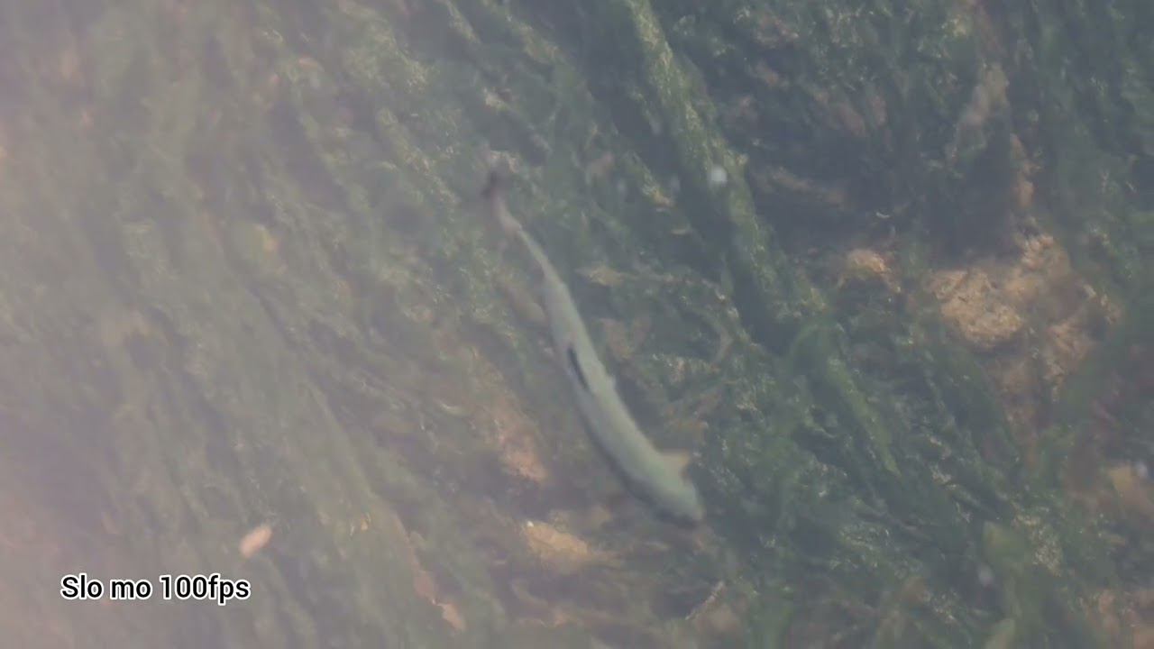 Fish swimming in the River Yeo