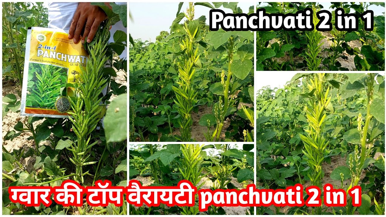 ग्वार की टॉप वैरायटी Panchvati 2 in 1 सबसे ज्यादा उत्पादन देने में सक्षम gwar ki top variety