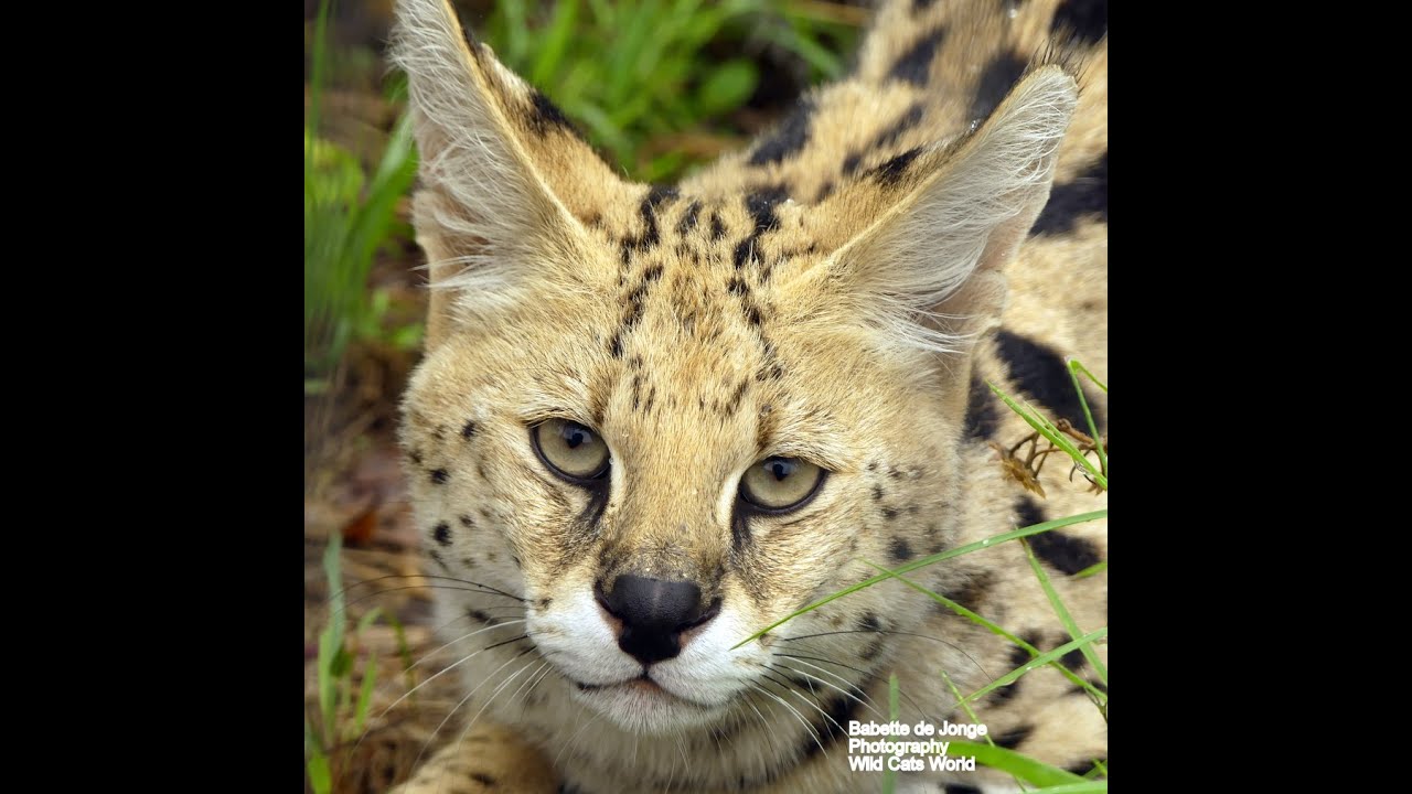 Rescue Serval GoFundMe Campaign