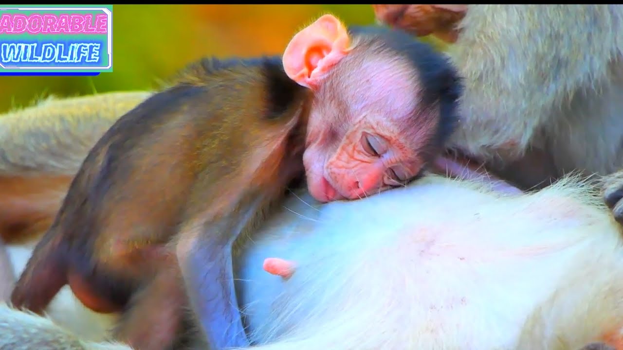 Cute and Sweet Moments Between Adorable Wildlife Mommy and Baby Monkey