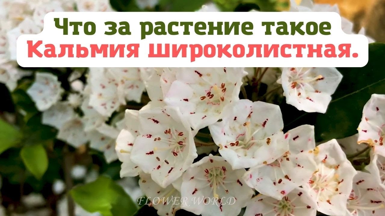 Что за растение такое - Кальмия широколистная. 😍