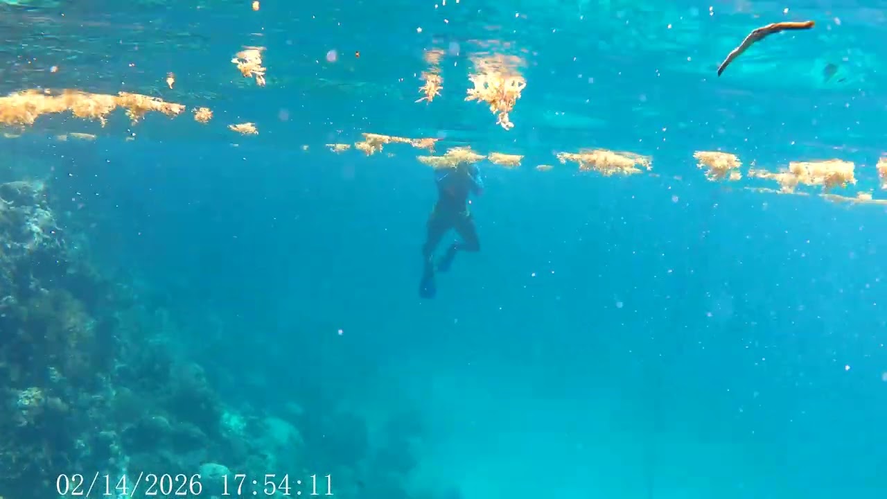 Caye Cauker Snorkeling