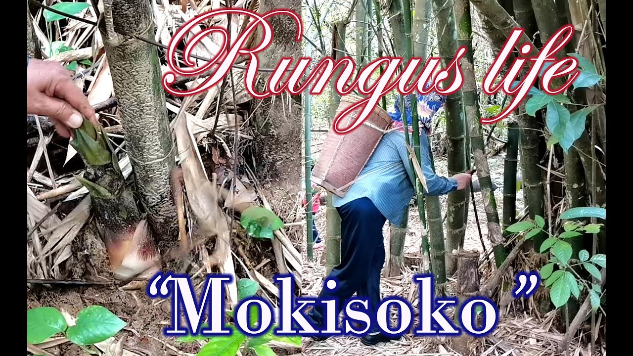 Cara hidup suku kaum Rungus.  Mencari Rebung.