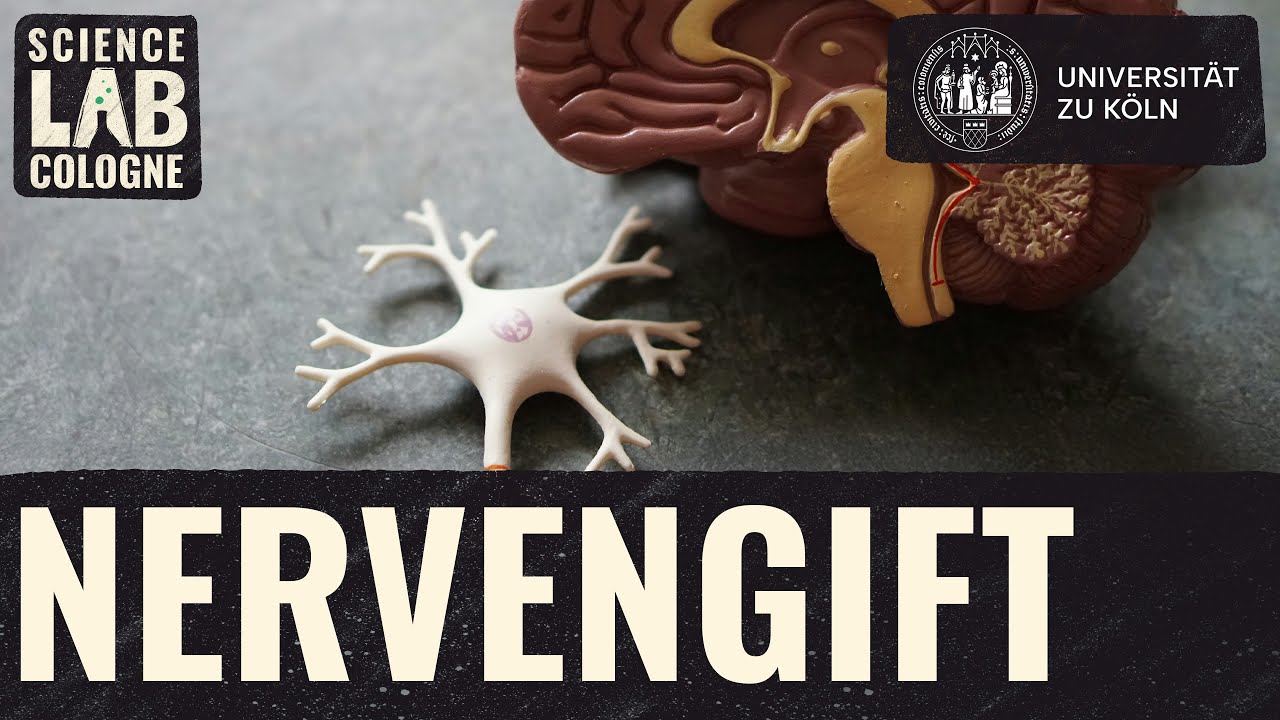 Neurobiologie - Wie wirken Nervengifte im Körper?