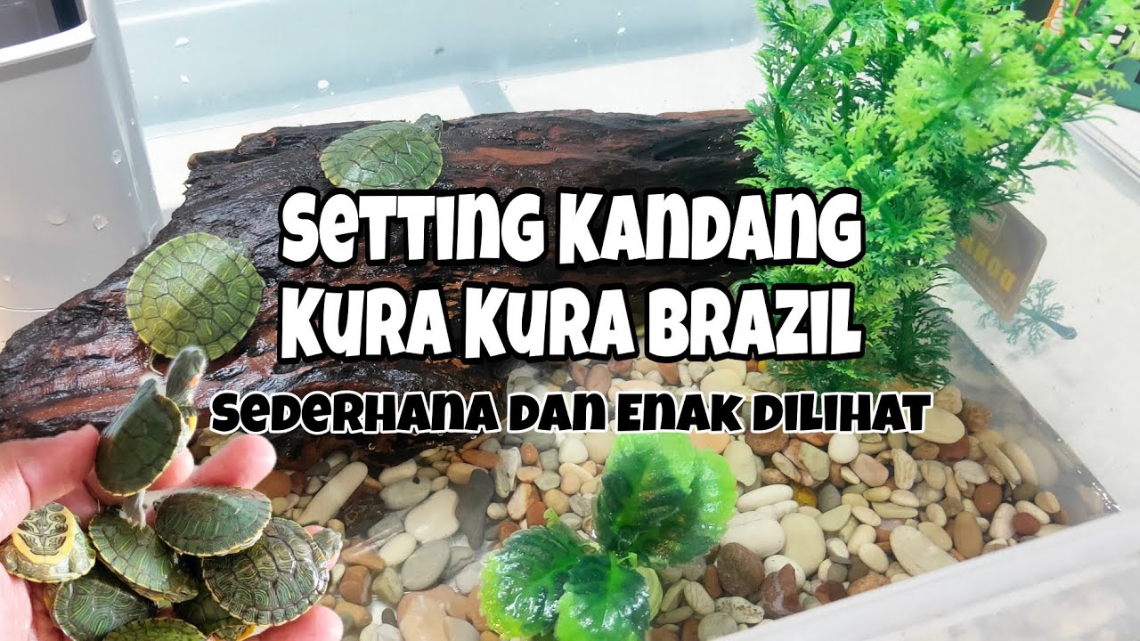Setting Kandang Kura Kura Brazil 2023 Sederhana dan Enak Dilihat