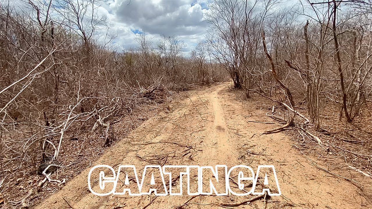 🌵Caatinga do sertão nordestino a vida na roça no Ceará